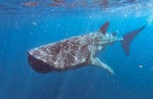 Whale Shark Swim Adventure SMALL GROUP from Cancun