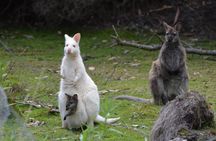 Full-Day Guided Bruny Island Tour from Hobart