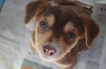 Shelter Visit & Tour