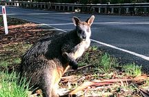 Boutique Great Ocean Road, wildlife and Rainforest Experience