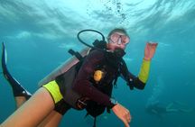 Scuba Diving Trip to Sail Rock From Koh Phangan (Certified Divers)