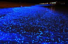 Bio Luminescent Swimming From Krabi