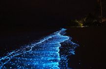 Bio Luminescent Swimming From Krabi