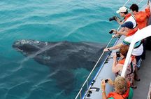 Marine Big 5 Full Day Guided Return Transfer Cape Town - Gansbaai
