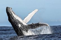 Marine Big 5 Full Day Guided Return Transfer Cape Town - Gansbaai