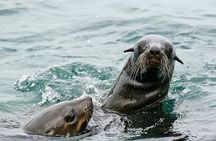 Marine Big 5 Full Day Guided Return Transfer Cape Town - Gansbaai