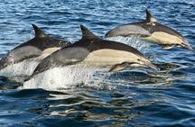 Marine Big 5 Full Day Guided Return Transfer Cape Town - Gansbaai