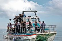 Shark Diving Full Day Guided Return Transfer to Gansbaai from Cape Town