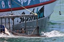 Shark Diving Full Day Guided Return Transfer to Gansbaai from Cape Town