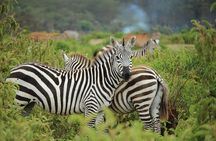 Day trip - Lake Nakuru National Park Tour From Nairobi