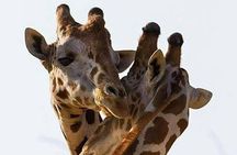 2 days quick trip to Mikumi National park