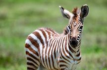2-Day Private Serengeti Wild Camping Safari from Arusha