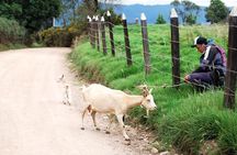 Private Day Trip to Traditional Towns Around Bogotá (9 Hrs.)