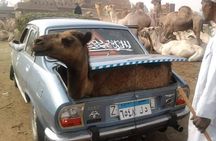 Giza Pyramids & Camels Market Tour 