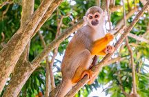 Monkeyland & Plantation Safari Full Day from Juan Dolio