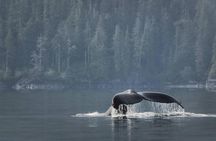 Vancouver Island Half-Day Whale Watching Tour - Telegraph Cove