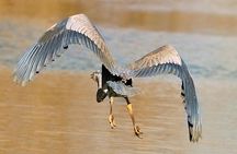 New Orleans Swamp and Bayou Sightseeing Tour with Transportation