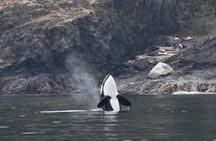 Vancouver Half-Day Whale Watching Adventure with Free Photos