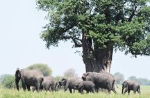  5 Days Tanzania Camping Safari 