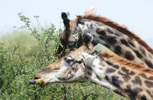  5 Days Tanzania Camping Safari 