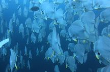 PADI Scuba Diver Course in Koh Phangan