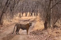 Jaipur to Ranthambore National Park Same Day Tour