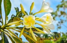 Private Phuket City Tour with Licensed Guide
