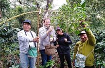 Coffee Farm Experience: 1-Day Coffee Tour from Cusco
