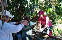 Coffee Farm Experience: 1-Day Coffee Tour from Cusco