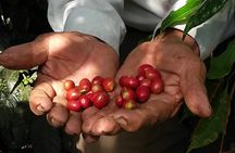 Coffee Farm Experience: 1-Day Coffee Tour from Cusco