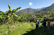 Full-Day Tour: Cacao farm experience in the jungle of Cusco