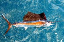 Miami Half Day Deep Sea Fishing Trip from Bayside Marketplace
