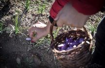 Collect and taste the Saffron, the Abruzzese red gold