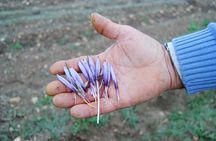 Collect and taste the Saffron, the Abruzzese red gold