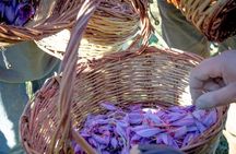 Collect and taste the Saffron, the Abruzzese red gold