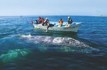 Gray Whale Watching Tour at Lopez Mateos