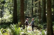 Mystical Rainforest Tour - Forest Magick