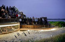 Phillip Island and French Island Wildlife Expedition