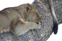 Discover Tanzania through the 3 wild classics