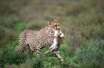 5 Days Big Five Adventures Luxury Lodge Safari in Tanzania