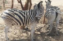 Your private driver & tour guide in Senegal-Reserve of Bandia