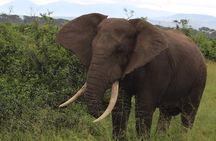 2 Days Budget Camping Safari Tour Tanzania