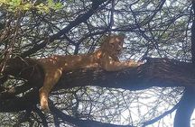 5 Days Budget Mid Range Safari Tour Tanzania