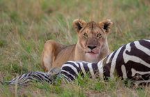 5 Days Affordable Budget Safari to Northern Tanzania