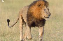 5 Days Affordable Budget Safari to Northern Tanzania