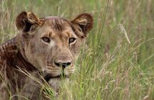 3-Day Tarangire NP, Manyara NP & Ngorongoro Crater