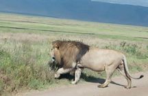 3 Days Budget Mid Range Safari Tour Tanzania