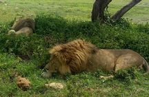 3 Days Budget Mid Range Safari Tour Tanzania