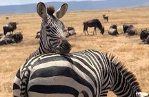 3 Days Budget Mid Range Safari Tour Tanzania