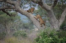 5 Days Join Group Safari Tour Tanzania